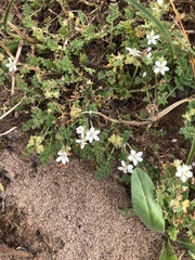 Erodium cicutarium