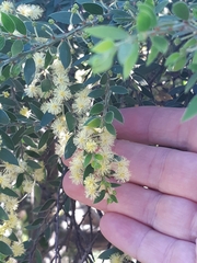 Acacia howittii