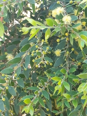 Acacia howittii