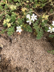 Erodium cicutarium
