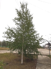 Betula platyphylla
