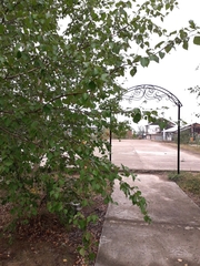 Betula platyphylla