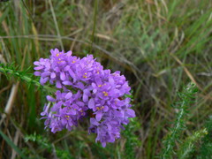 Selago villicaulis