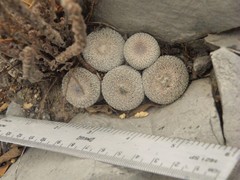 Epithelantha greggii greggii