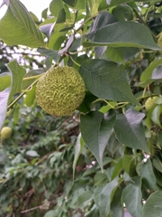 Maclura pomifera