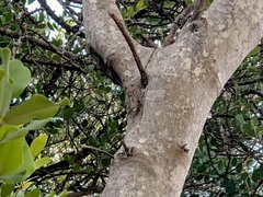Cicada mordoganensis