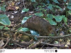 Rhynchocyon cirnei