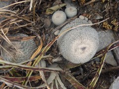 Epithelantha greggii greggii