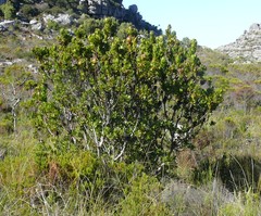 Leucadendron strobilinum