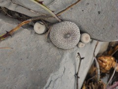 Epithelantha greggii greggii