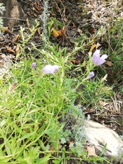 Dracocephalum peregrinum