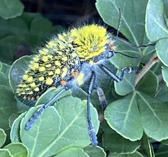 Julodis