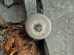 Epithelantha greggii greggii