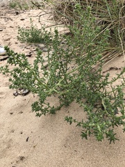 Salsola kali kali