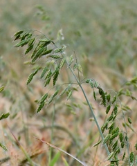Bromus secalinus