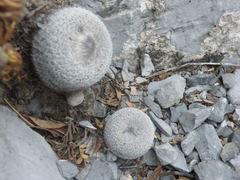Epithelantha greggii greggii