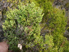 Erica tristis