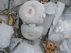 Epithelantha greggii greggii