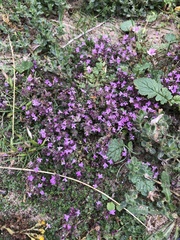 Thymus praecox britannicus