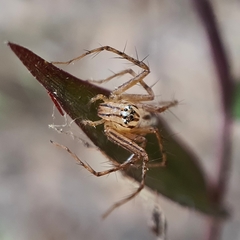 Oxyopes elegans