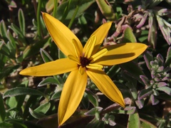 Pauridia linearis