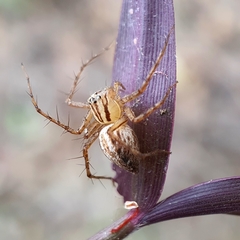 Oxyopes elegans