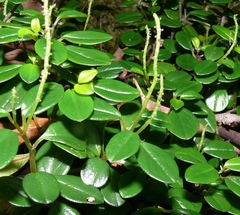Peperomia retusa