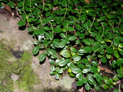 Peperomia retusa