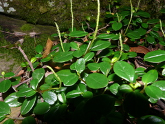 Peperomia retusa