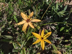 Pauridia linearis