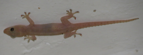 Hemidactylus frenatus observed 2021-08-15