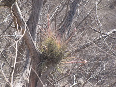 Tillandsia juncea