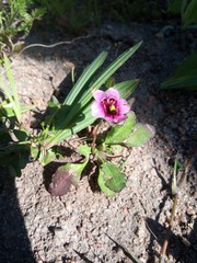 Diascia diffusa