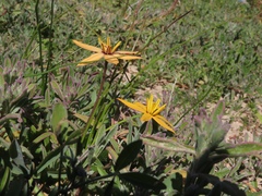 Pauridia linearis