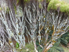 Dracophyllum longifolium