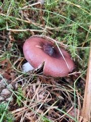 Russula caerulea