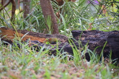 Mandingoa nitidula nitidula