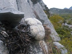 Mammillaria plumosa