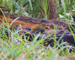 Mandingoa nitidula nitidula