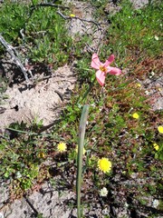 Moraea minor