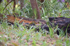 Mandingoa nitidula nitidula