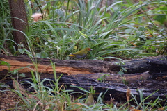 Mandingoa nitidula nitidula