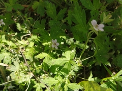 Geranium sibiricum