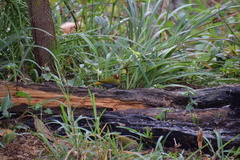 Mandingoa nitidula nitidula