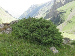 Juniperus communis hemisphaerica