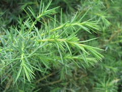 Juniperus communis hemisphaerica