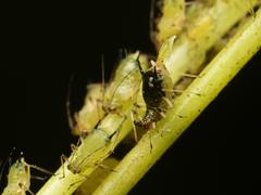 Impatientinum asiaticum