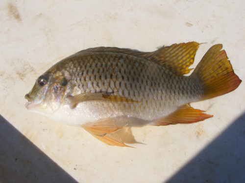 Coptodon rendalli