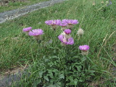 Psephellus caucasicus