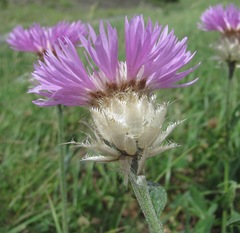 Psephellus caucasicus